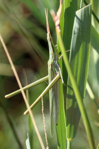 Réf. 266 631 : Acrida ungarica mediterranea